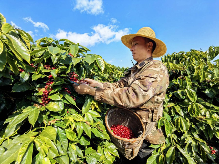 咖农王剑在采摘咖啡豆（摄于1月15日）。新华网 赵普凡 摄