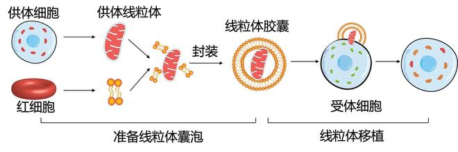 ▲ 图 2 线粒体胶囊移植过程图