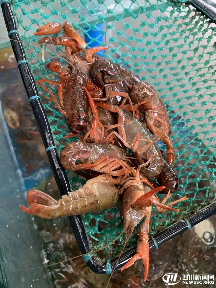 小龙虾早春上市