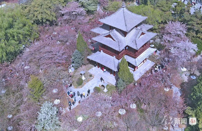 樱花盛花期中的青龙寺（资料照片）。通讯员 谢伟摄