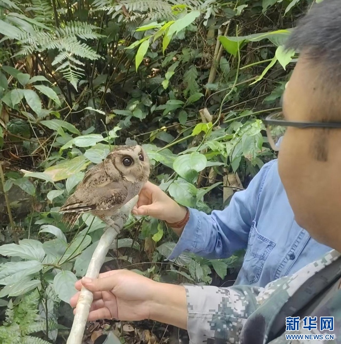 工作人员放归领角鸮（3月17日摄）。新华网发（云南西双版纳国家级自然保护区管护局 供图）