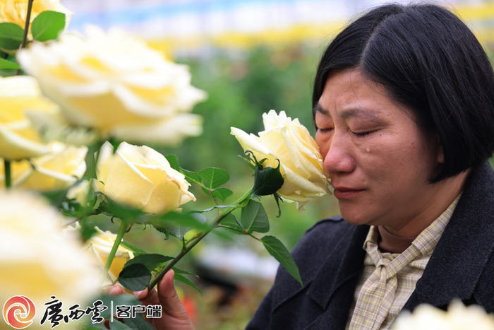 黄爱娟将脸庞贴向“文秀”月季，泪水滑落，深情追忆。广西云-广西日报记者 徐天保 摄