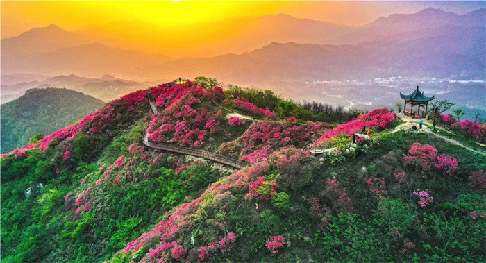 岭上开满映山红