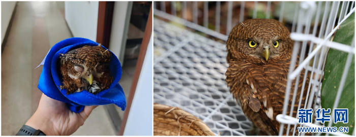 刚被救助时的斑头鸺鹠（左）和放归前的斑头鸺鹠（右）。新华网发（云南西双版纳国家级自然保护区管护局 供图）
