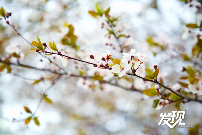 五片素白花瓣托着明黄花蕊，紫红色新叶在旁轻衬，早春的细腻与温柔，都藏在这朵紫叶李的纹路里。