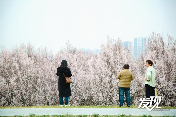 游人纷纷在成片的紫叶李前驻足。