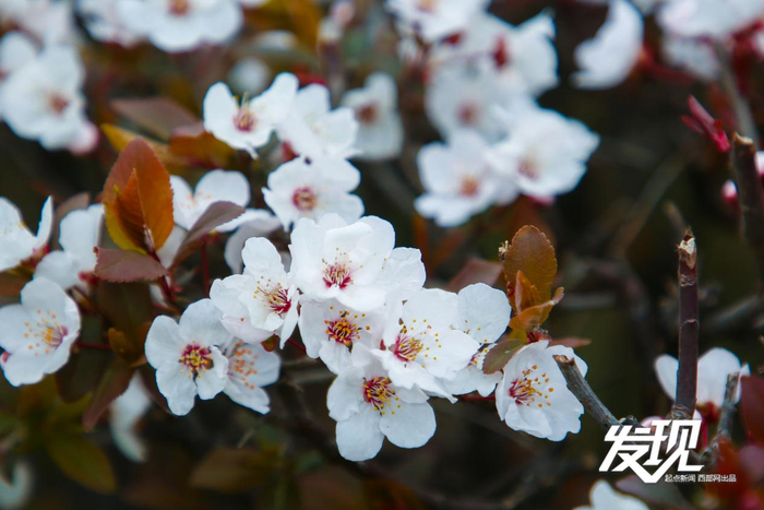 眼下正是紫叶李盛花期，花瓣在春日暖阳下尽显通透质感。