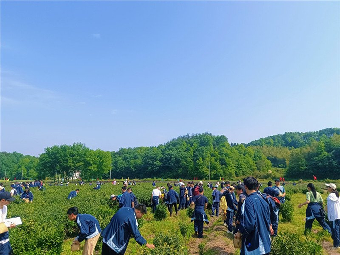 霍山凡冲茶海研学营地。
