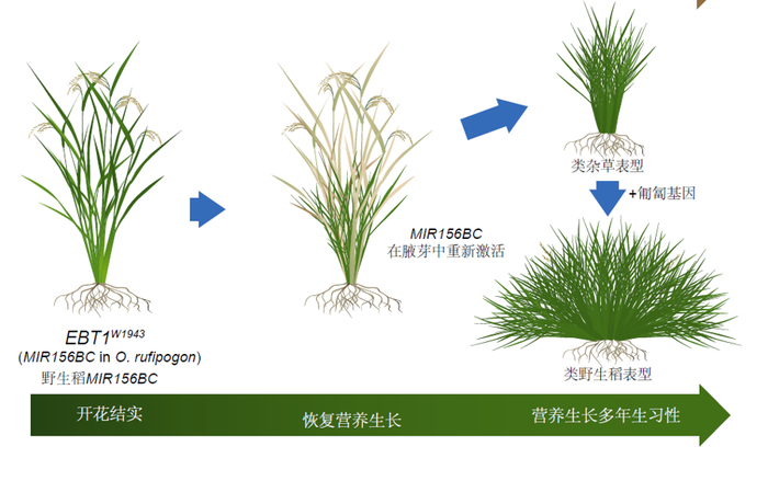 研究团队破解进化谜题