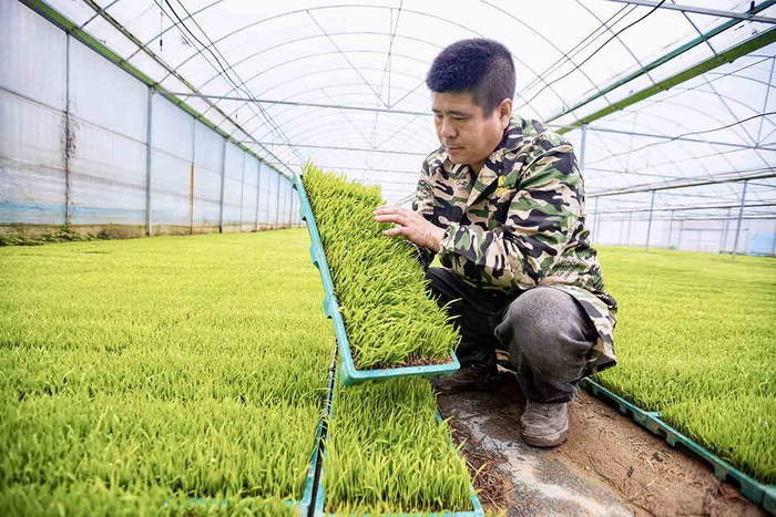 ▲种粮大户程志根在查看早稻秧苗长势。摄影丨江西日报全媒体记者徐铮