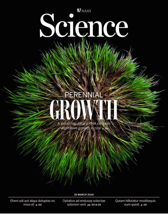中国科学家发现野生稻多年生生活习性关键基因，成果登上《科学》封面。  本文图片均为中国科学院分子植物科学卓越创新中心供图