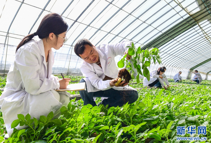 　　3月18日，科技人员在乌兰察布市农林科学研究院大棚内观察马铃薯新品种原原种生长情况。新华网发（王正 摄）