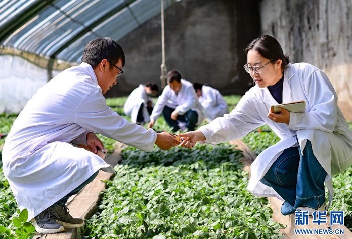 　　3月18日，科技人员在乌兰察布市农林科学研究院大棚内观察马铃薯新品种原原种生长情况。新华网发（王正 摄）