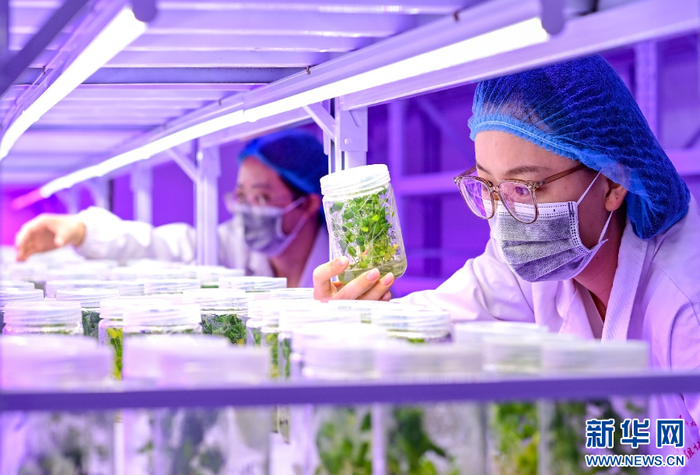 　　3月18日，科技人员在乌兰察布市农林科学研究院组培中心观察马铃薯新品种脱毒苗生长情况。新华网发（王正 摄）