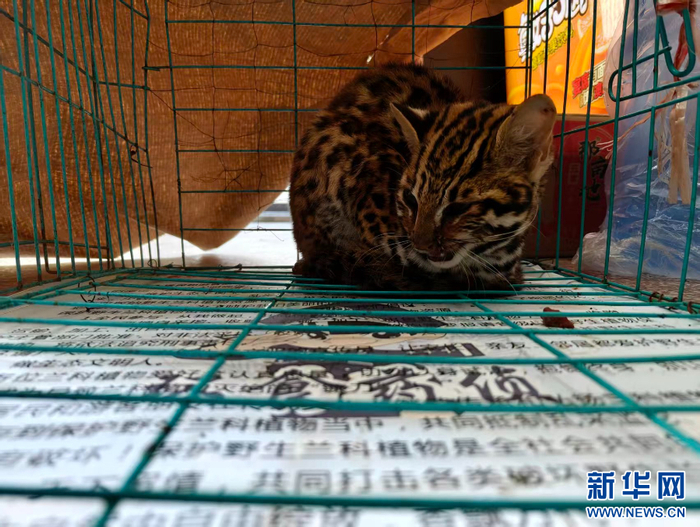 被救助的豹猫（3月17日摄）。新华网发（云南西双版纳国家级自然保护区管护局 供图）
