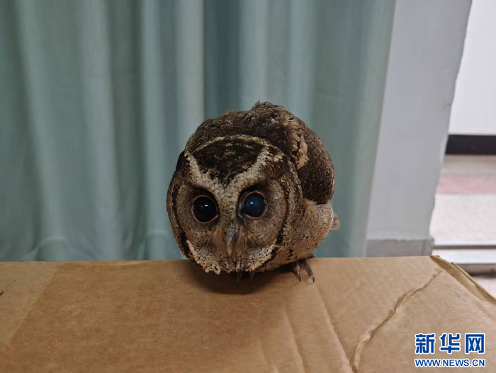 被救助的领角鸮（3月12日摄）。新华网发（云南西双版纳国家级自然保护区管护局 供图）