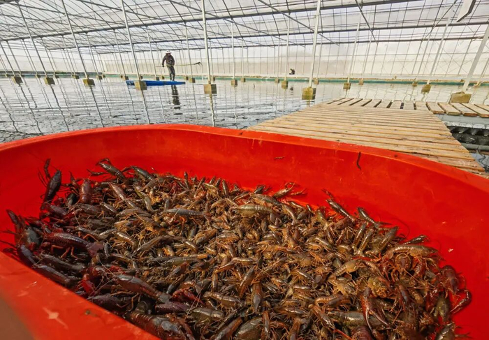 刚捕获的新鲜龙虾。图源：