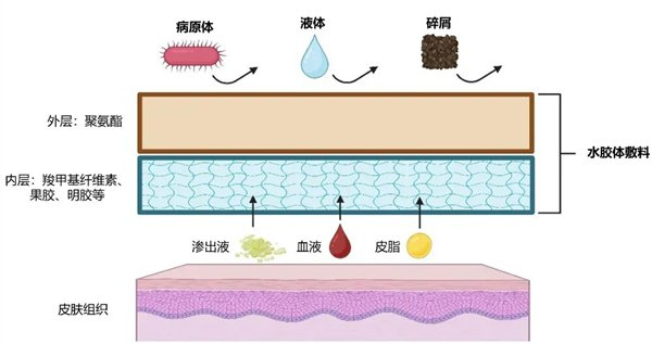 图4. 水胶体敷料结构与功能示意图（整理自参考资料）