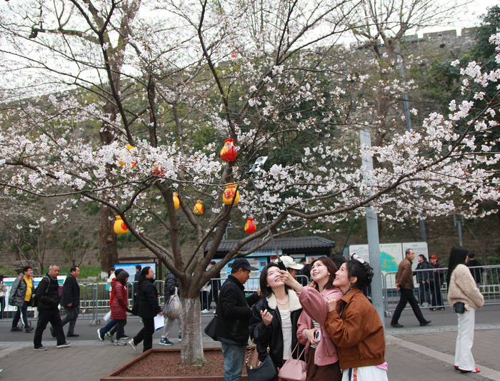南京玄武湖公园春色怡人