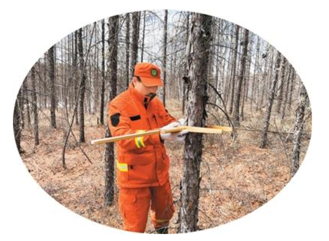 大兴安岭林业集团公司工作人员正在测量林木数据。受访者供图