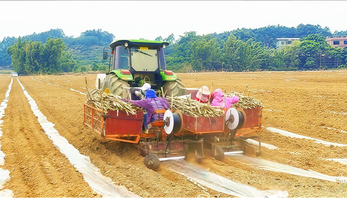 图为广西田东南华糖业有限责任公司甘蔗种植基地机械化种蔗。（黄和相摄）