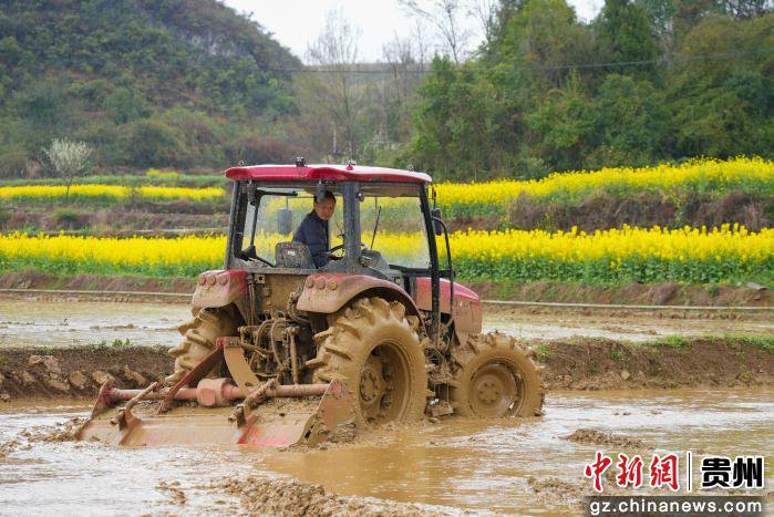 蒋华驾驶旋耕机在整理水稻育秧田。陆劲松摄