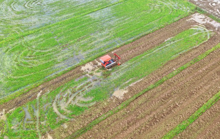 2026年3月20日，在湖南省衡阳市祁东县金桥镇，村民驾驶农机翻耕稻田（无人机照片）。新华社发（曹正平摄）