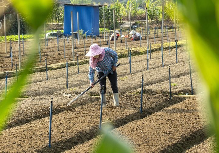 2026年3月20日，海南省琼海市嘉积镇农民在田园里耕作。新华社发（蒙钟德摄）