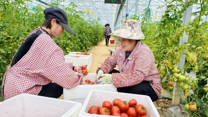 雁山区万亩设施农业基地核心示范区内，工人正在打包采摘好的西红柿准备外运。