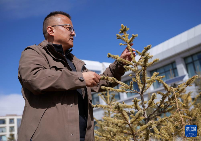 扎西查看树木长势。新华社记者 周昱龙 摄