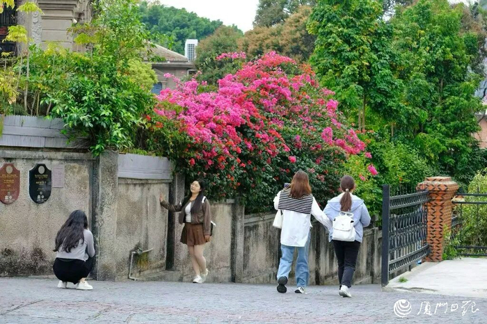 厦门今天重回晴好，街头繁花似锦，许多人趁着周末好天气户外赏景。（厦门日报拍客 静心 摄）