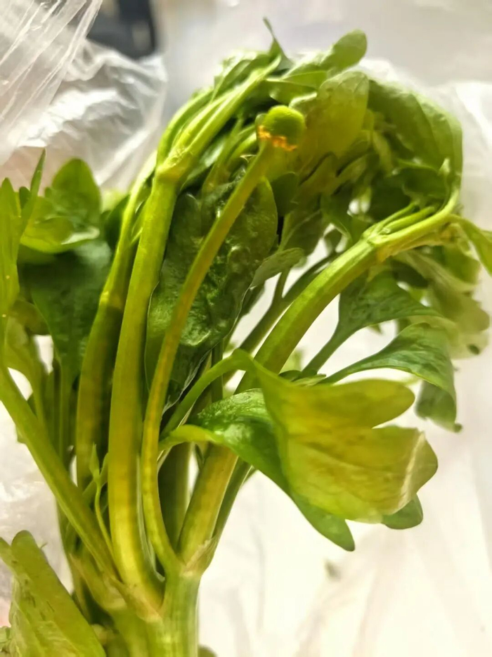 吴大伯带回家的野菜