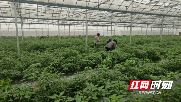 育秧大棚在农闲时期栽种辣椒苗。