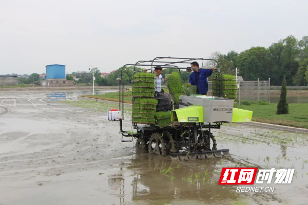 水稻插秧机作业。