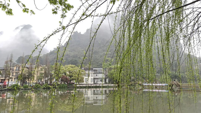 细柳如丝，与远处的喀斯特峰林构成中国水墨画