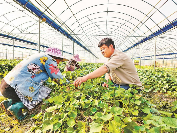 连城县一处蔬菜大棚内，农户在管护新品种甘薯。黄水林 摄