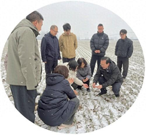 3月1日，河北省农技专家团队在廊坊市固安县雪地里调研小麦生长情况。 资料图