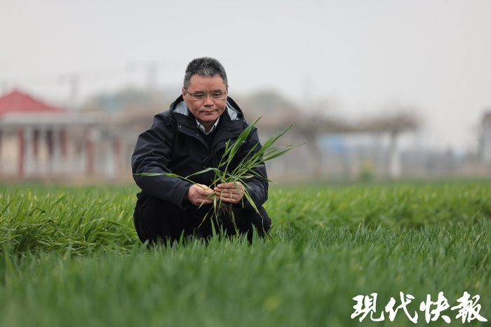 高德荣在查看小麦生长情况
