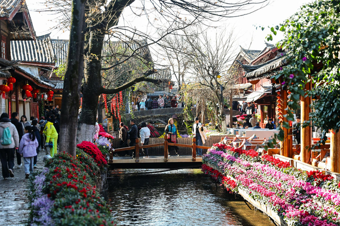 春节期间，丽江古城百花盛放，游客在古城内赏花，品味丽江独有的魅力。陈飞 摄