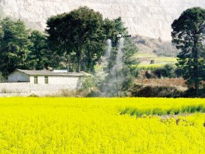 无人机在安宁油菜田上空作业。昆明市农业农村局供图