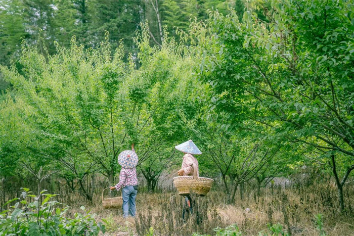 资料照片：村民在安徽省黄山市黟县西递镇源川村青梅种植基地采摘青梅（2025年5月摄）。受访单位供图