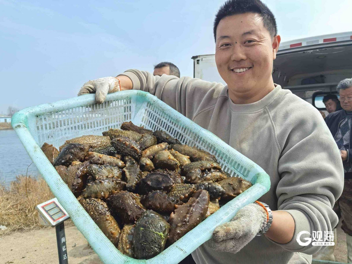 青岛祥瑞水产种苗有限公司负责人吴鲁伟展示捕捞的海参。