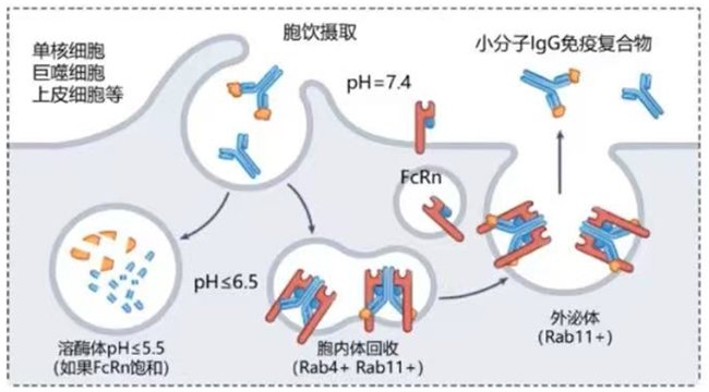 图2  FcRn在酸性内吞体中结合Fc段改造lgG,并将其回收至细胞表面释放回循环,从而保护其免于降解