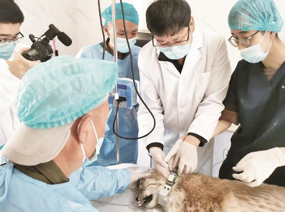 救护猞猁放归前佩戴跟踪项圈。图片由青海省林业和草原局野生动植物保护处提供