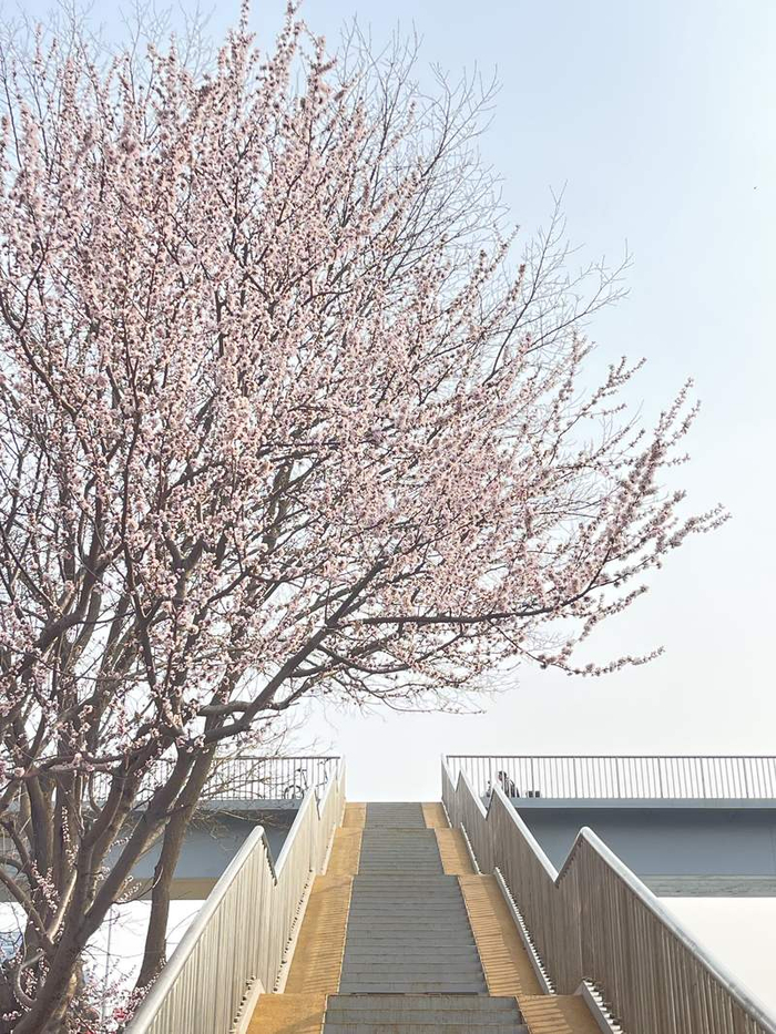 慈寿寺地铁站旁的桃花，这里也是社交媒体平台上的网红打卡点。新京报记者 吴婷婷 摄