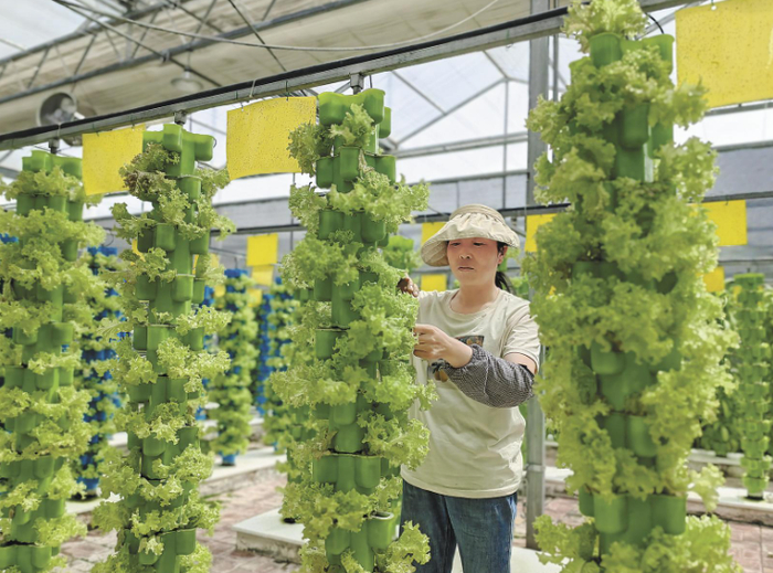 立体式蔬菜培植区。牛玉娇 摄