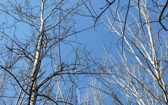 图中白色枝条为注入抑制剂的树，光秃秃的，旁边对照的树木枝条挂满花序。新京报记者 周怀宗 摄