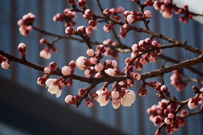 奥森公园地铁站外的杏花。新京报记者 王巍 摄