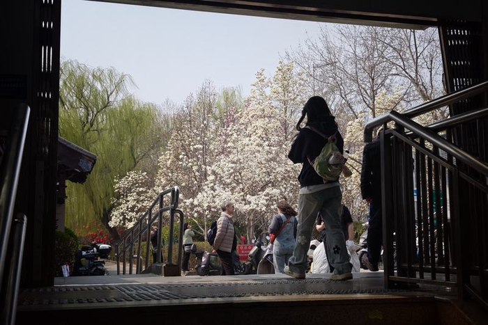 雍和宫地铁站，出站便是盛开的玉兰花。新京报记者 王巍 摄