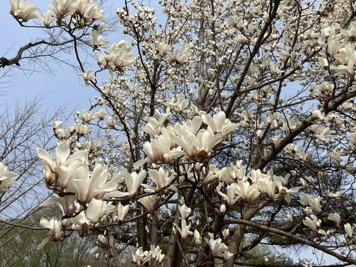 建国门地铁站外，盛开的的玉兰花。新京报记者 吴婷婷 摄